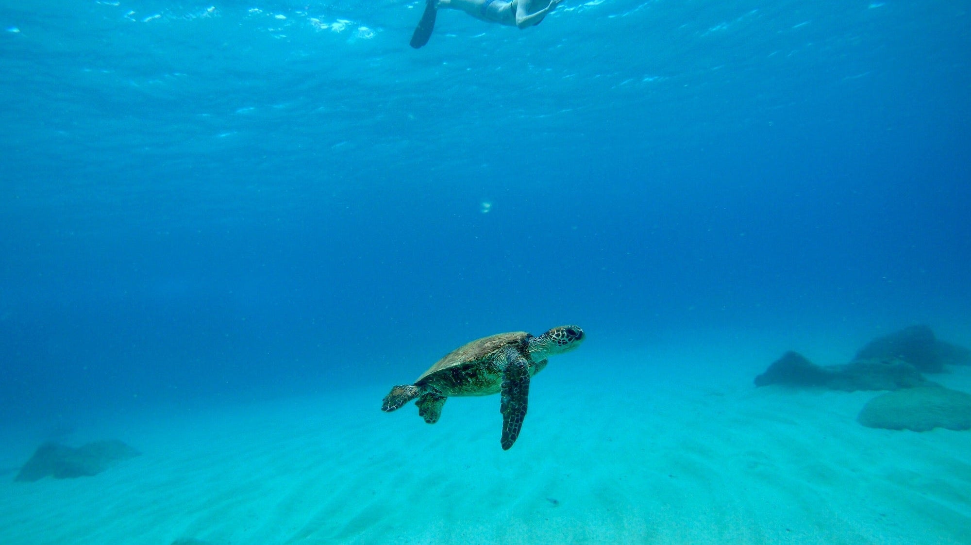 OCEAN LOVERS
