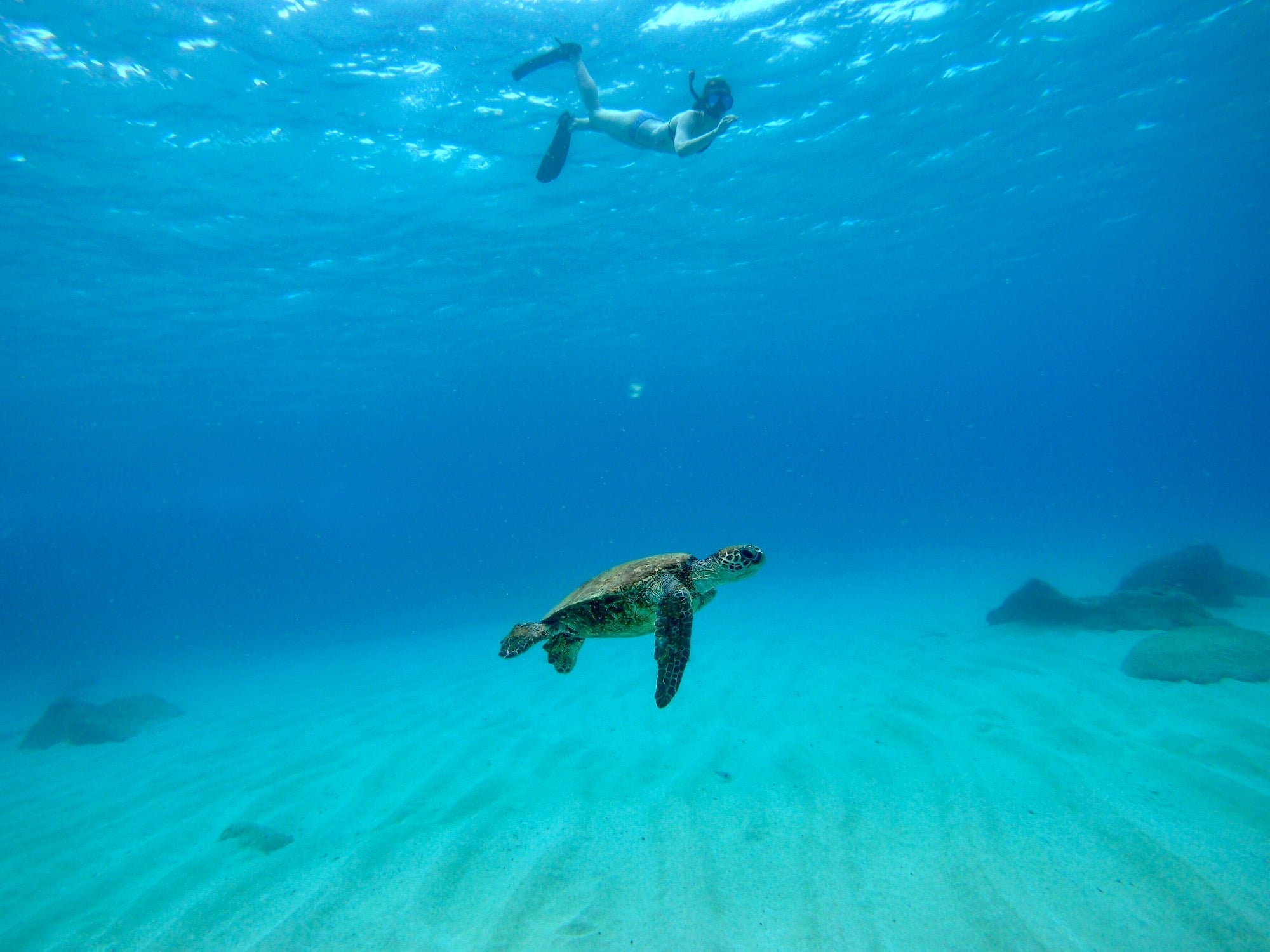 OCEAN LOVERS